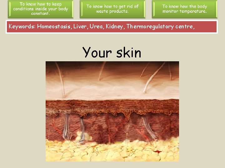 Keywords: Homeostasis, Liver, Urea, Kidney, Thermoregulatory centre, Your skin 