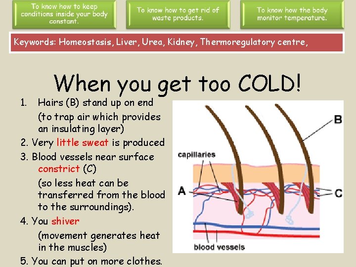 Keywords: Homeostasis, Liver, Urea, Kidney, Thermoregulatory centre, 1. When you get too COLD! Hairs