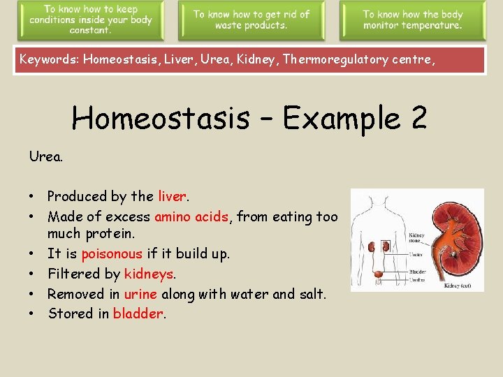 Keywords: Homeostasis, Liver, Urea, Kidney, Thermoregulatory centre, Homeostasis – Example 2 Urea. • Produced