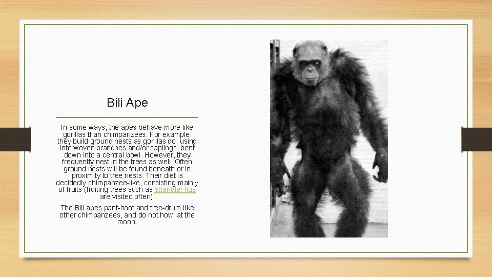 Bili Ape In some ways, the apes behave more like gorillas than chimpanzees. For