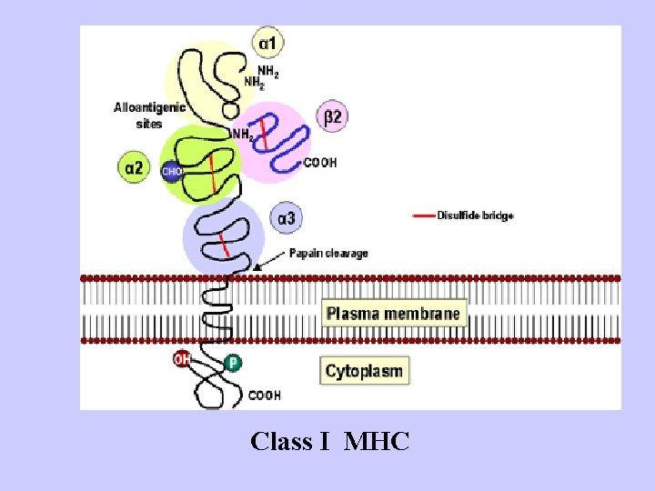 Class I MHC 