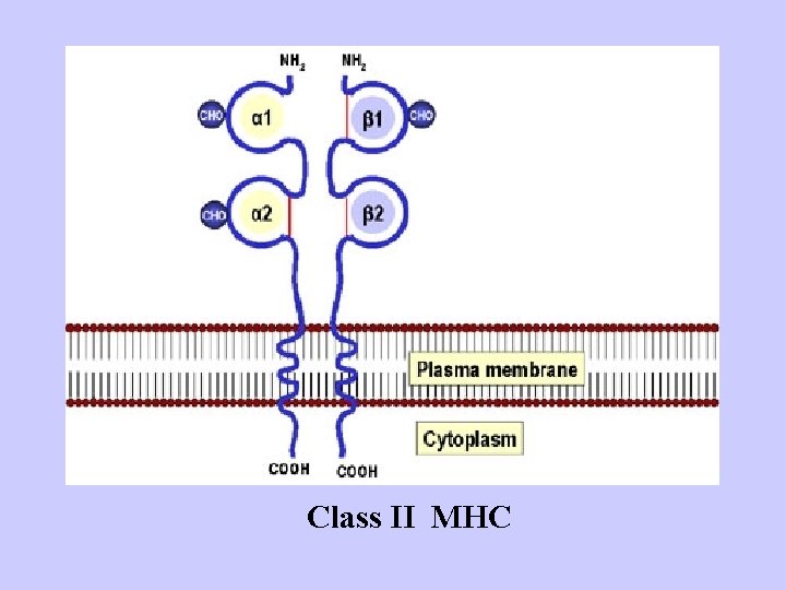 Class II MHC 