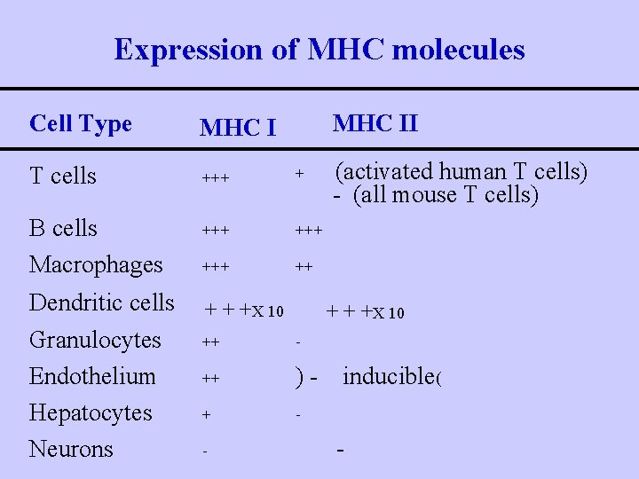 Expression of MHC molecules Cell Type MHC II T cells +++ + B cells