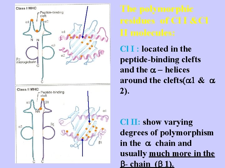The polymorphic residues of Cl I &Cl II molecules: Cl I : located in
