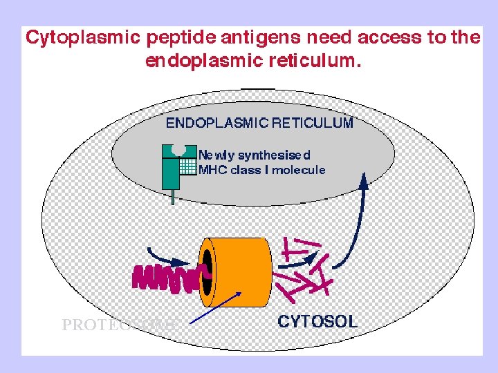 PROTEOSOME 
