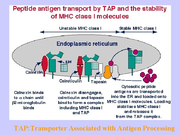 TAP: Transporter Associated with Antigen Processing 