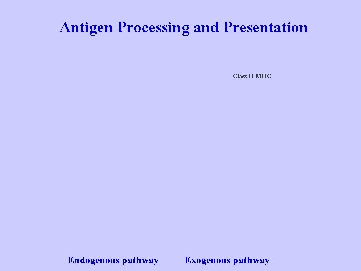Antigen Processing and Presentation Class II MHC Endogenous pathway Exogenous pathway 