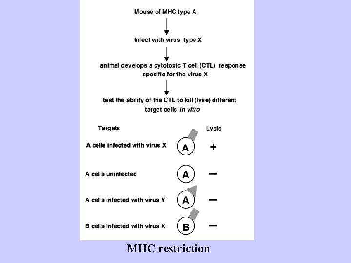 MHC restriction 