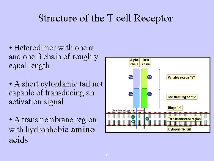 Structure of the T cell Receptor • Heterodimer with one α and one β