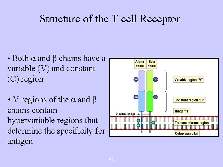 Structure of the T cell Receptor • Both α and β chains have a