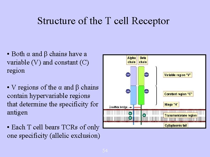 Structure of the T cell Receptor • Both α and β chains have a