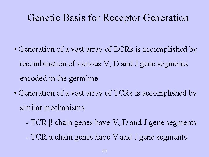 Genetic Basis for Receptor Generation • Generation of a vast array of BCRs is