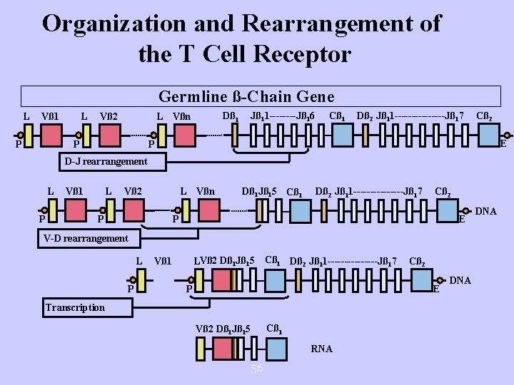 Organization and Rearrangement of the T Cell Receptor Germline ß-Chain Gene L Vß 1