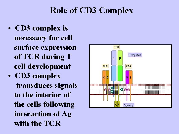 Role of CD 3 Complex • CD 3 complex is necessary for cell surface