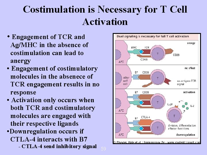 Costimulation is Necessary for T Cell Activation • Engagement of TCR and Ag/MHC in