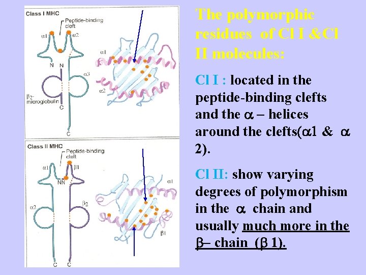 The polymorphic residues of Cl I &Cl II molecules: Cl I : located in