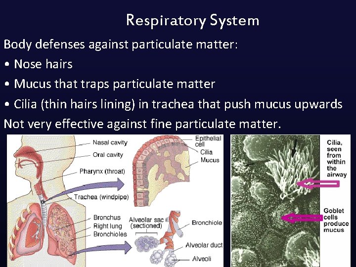 Respiratory System Body defenses against particulate matter: • Nose hairs • Mucus that traps