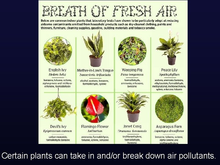 Certain plants can take in and/or break down air pollutants. 