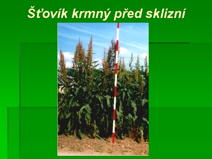 Šťovík krmný před sklizní 