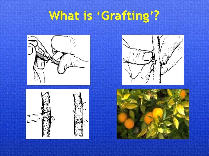 What is ‘Grafting’? 