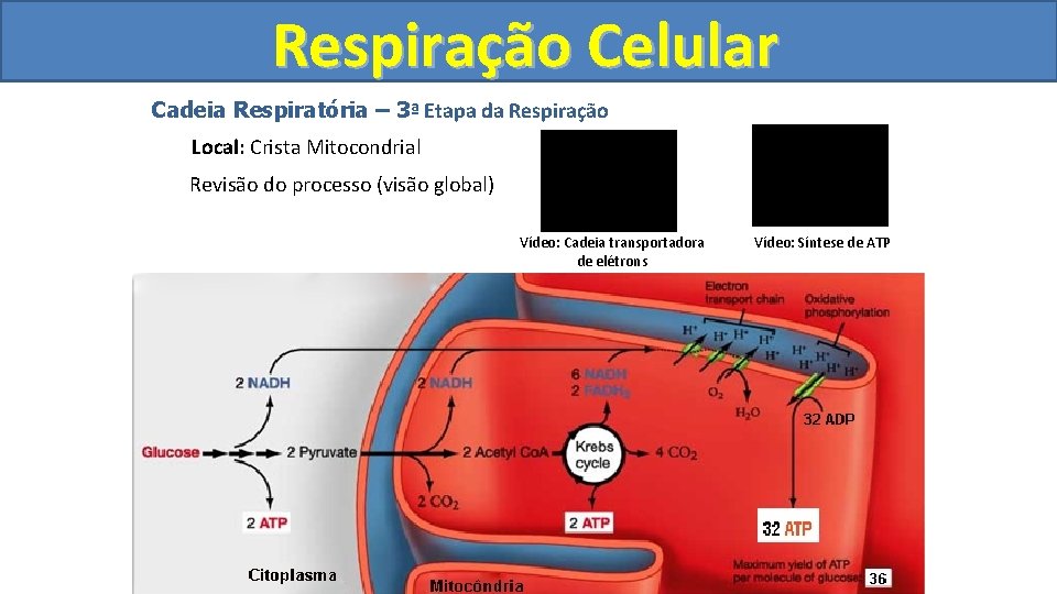 Respiração Celular Cadeia Respiratória – 3ª Etapa da Respiração Local: Crista Mitocondrial Revisão do