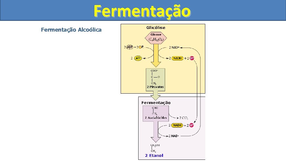 Fermentação Alcoólica 