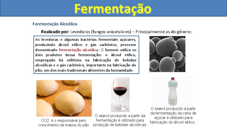 Fermentação Alcoólica Realizado por: Leveduras (fungos unicelulares) – Principalmente as do gênero: sp. bactérias