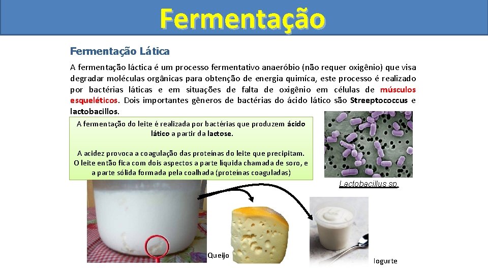 Fermentação Lática A fermentação láctica é um processo fermentativo anaeróbio (não requer oxigênio) que