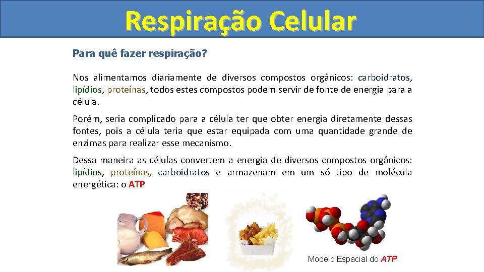 Respiração Celular Para quê fazer respiração? Nos alimentamos diariamente de diversos compostos orgânicos: carboidratos,