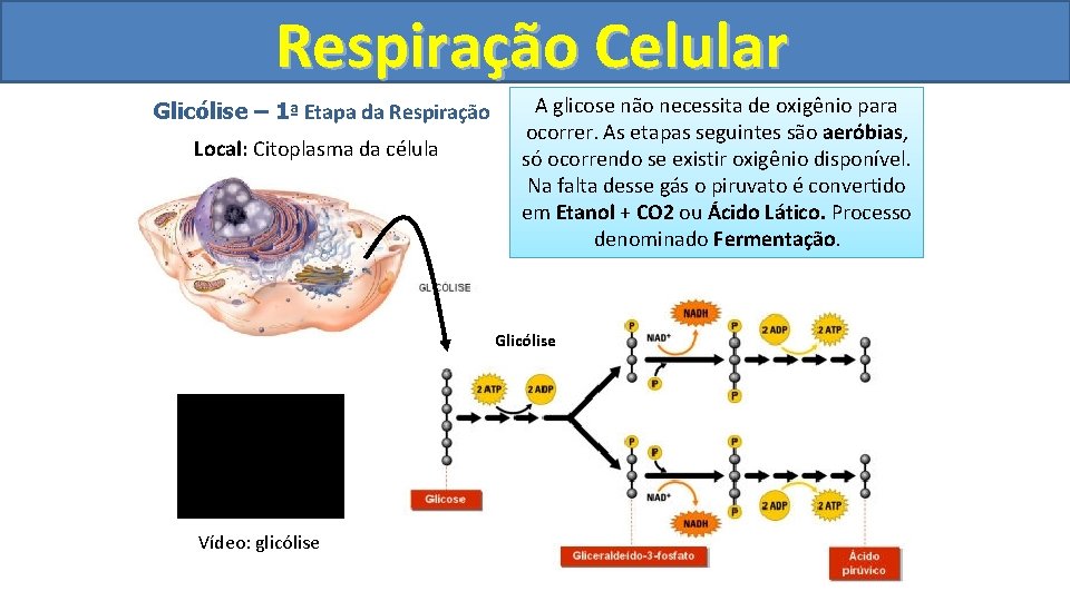 Respiração Celular Glicólise – 1ª Etapa da Respiração Local: Citoplasma da célula A glicose