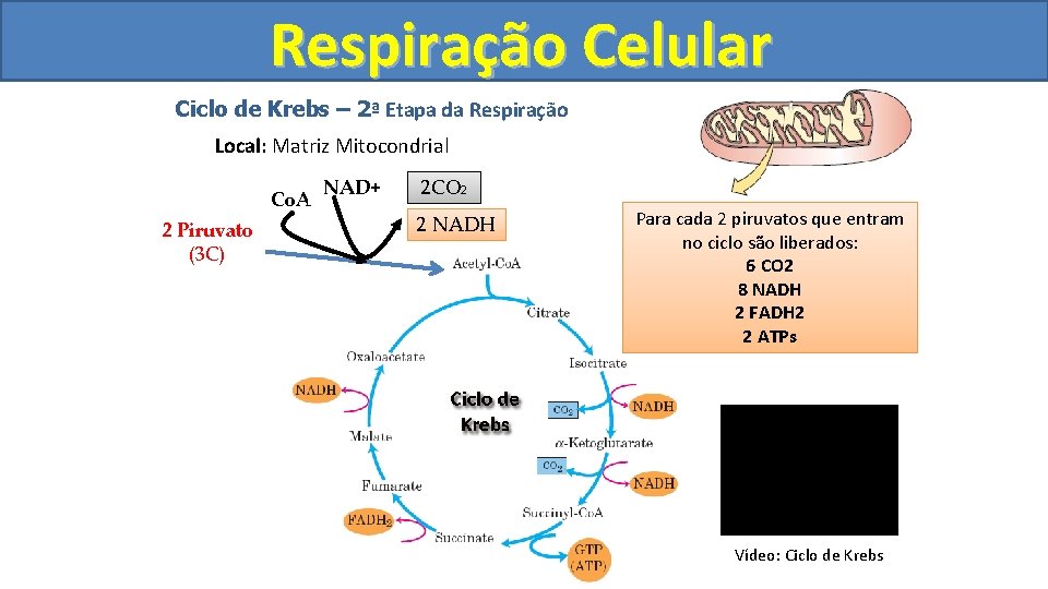 Respiração Celular Ciclo de Krebs – 2ª Etapa da Respiração Local: Matriz Mitocondrial Co.
