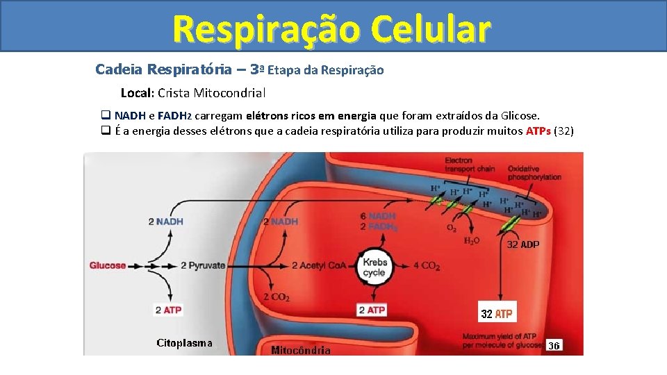 Respiração Celular Cadeia Respiratória – 3ª Etapa da Respiração Local: Crista Mitocondrial q NADH