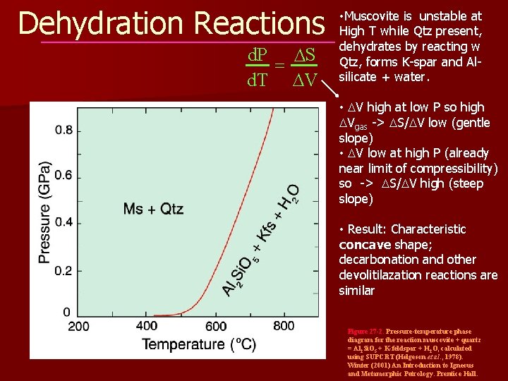 Dehydration Reactions d. P DS = d. T DV • Muscovite is unstable at