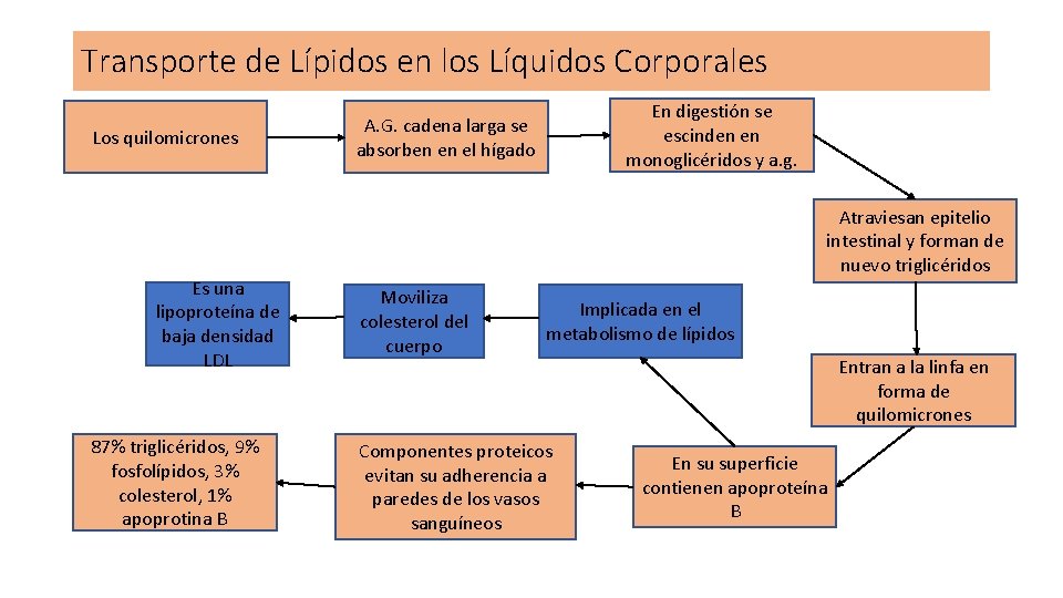 Transporte de Lípidos en los Líquidos Corporales Los quilomicrones Es una lipoproteína de baja