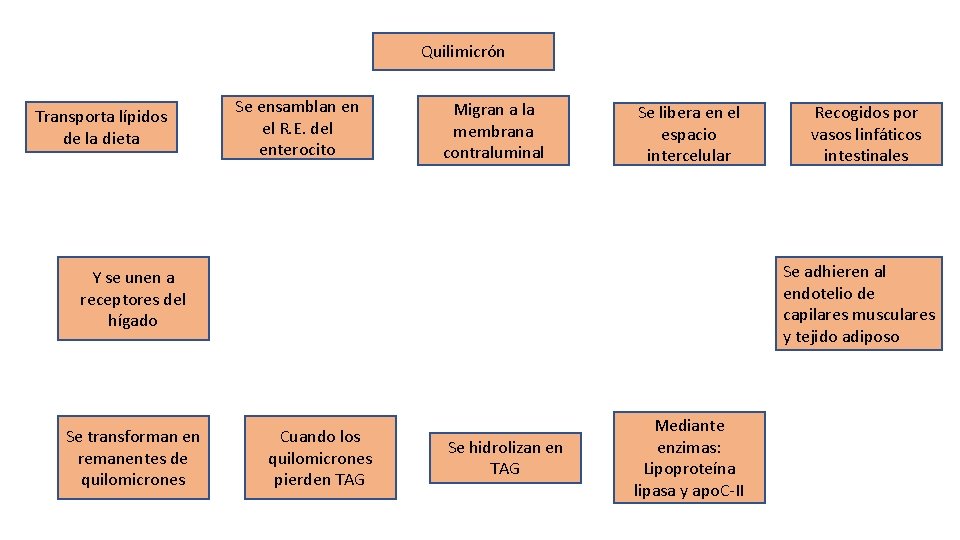 Quilimicrón Transporta lípidos de la dieta Se ensamblan en el R. E. del enterocito