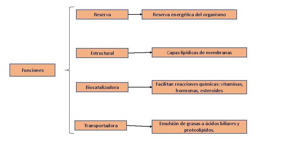 Reserva energética del organismo Estructural Capas lipídicas de membranas Biocatalizadora Facilitan reacciones químicas: vitaminas,