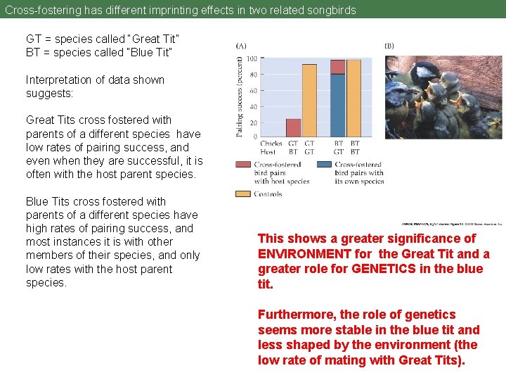 Cross-fostering has different imprinting effects in two related songbirds GT = species called “Great