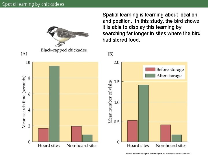 Spatial learning by chickadees Spatial learning is learning about location and position. In this