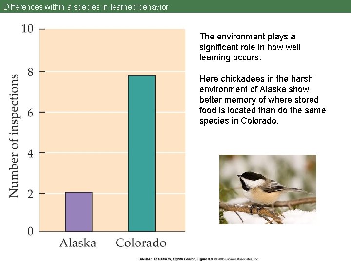 Differences within a species in learned behavior The environment plays a significant role in