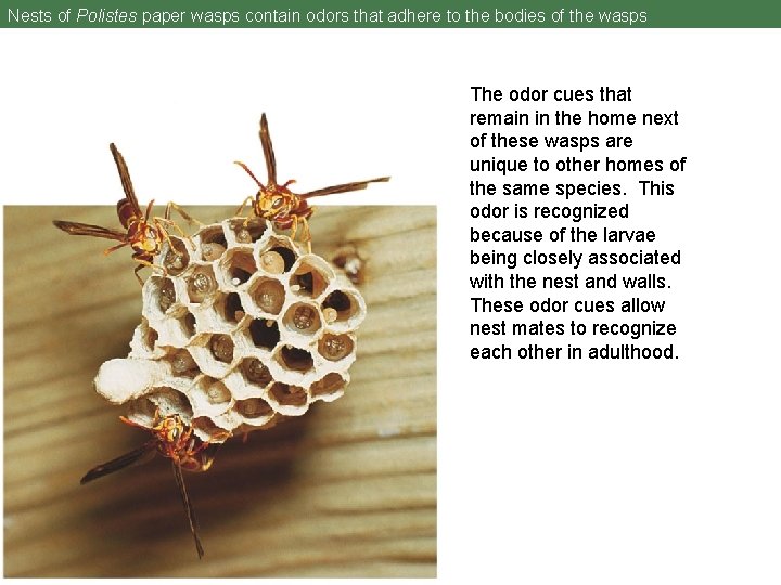 Nests of Polistes paper wasps contain odors that adhere to the bodies of the