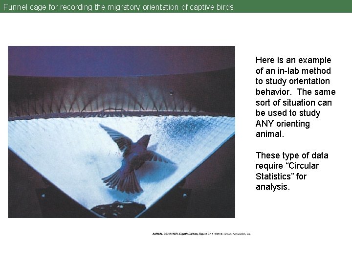 Funnel cage for recording the migratory orientation of captive birds Here is an example
