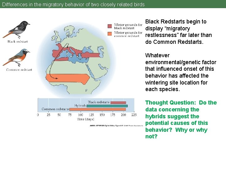 Differences in the migratory behavior of two closely related birds Black Redstarts begin to