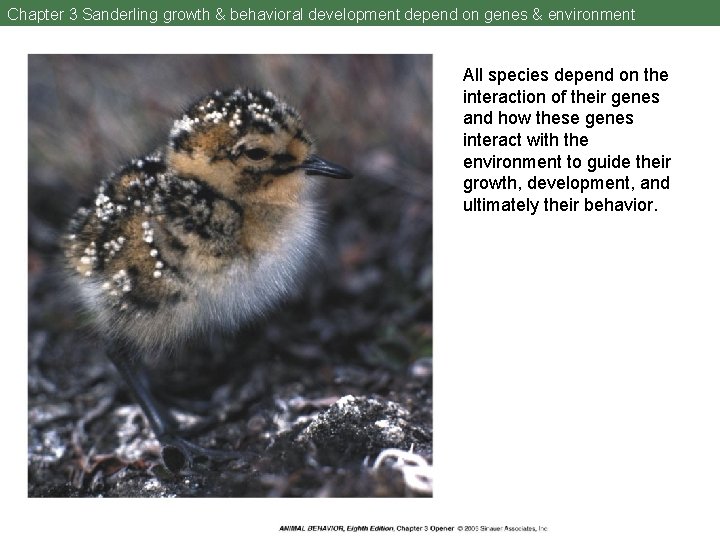 Chapter 3 Sanderling growth & behavioral development depend on genes & environment All species