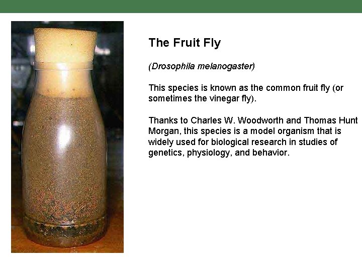 The Fruit Fly (Drosophila melanogaster) This species is known as the common fruit fly