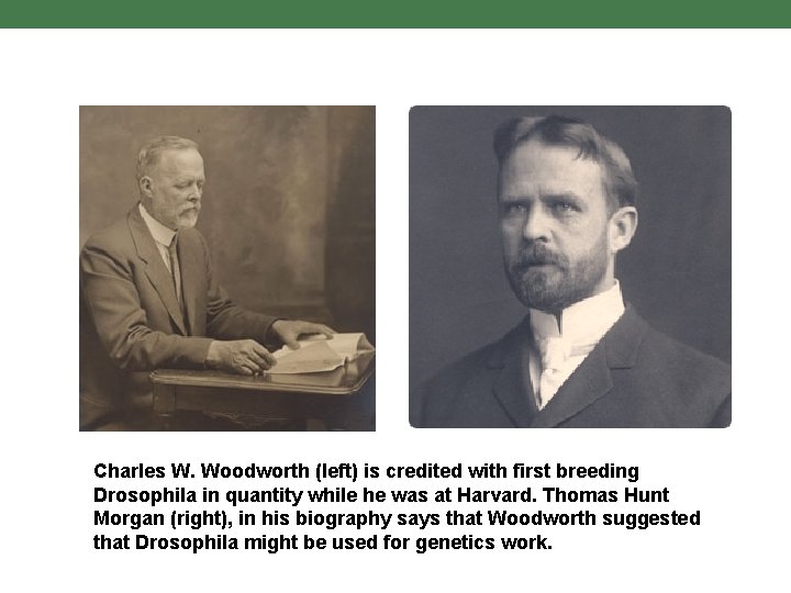 Charles W. Woodworth (left) is credited with first breeding Drosophila in quantity while he