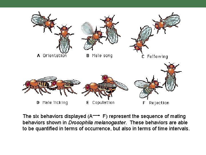 The six behaviors displayed (A F) represent the sequence of mating behaviors shown in