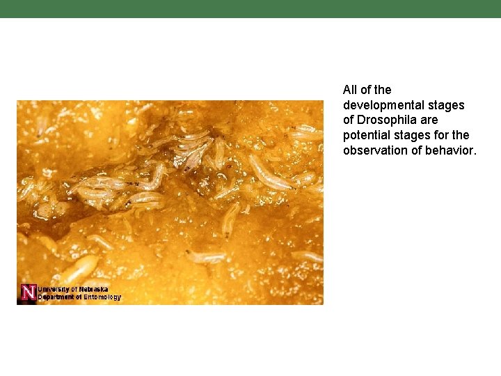 All of the developmental stages of Drosophila are potential stages for the observation of