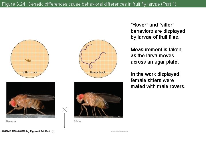Figure 3. 24 Genetic differences cause behavioral differences in fruit fly larvae (Part 1)