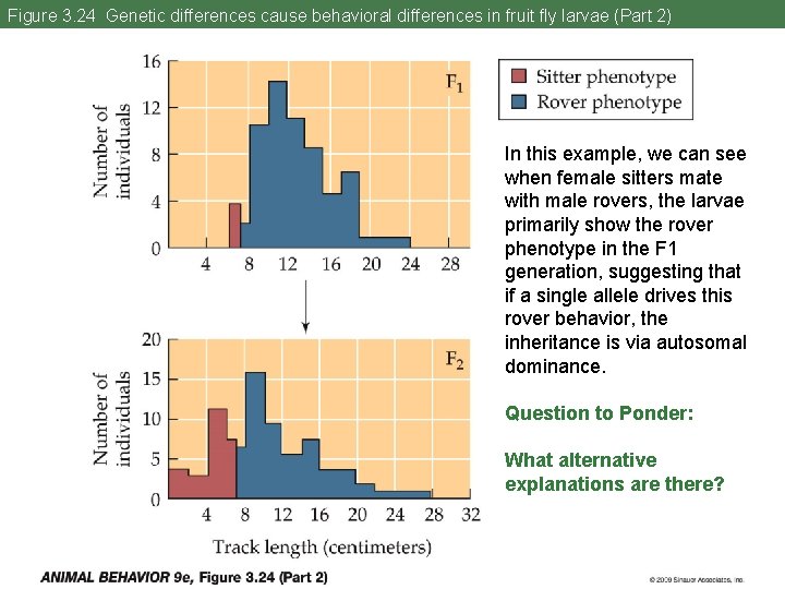 Figure 3. 24 Genetic differences cause behavioral differences in fruit fly larvae (Part 2)
