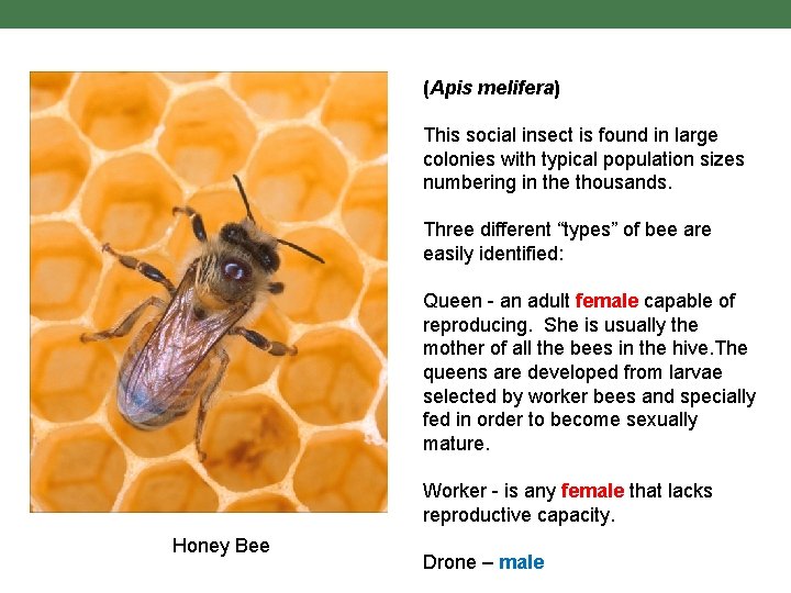 (Apis melifera) This social insect is found in large colonies with typical population sizes